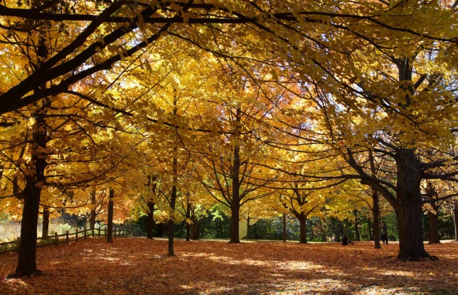 High Park, Toronto, ON - fall colours - October 23, 2014
